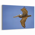 Mississippi River Art - Soaring Pelican Over the Louisiana Sky