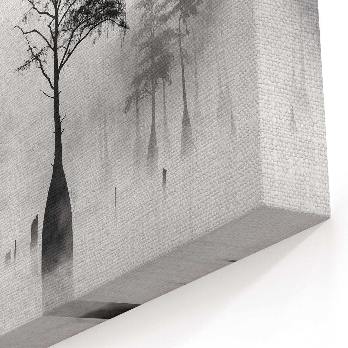 Black and White Louisiana Wall Art - Misty Cypress Trees in the Bayou