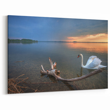 Latvia Scenery Prints - Tranquil Swan Lake at Sunset Baltic Wall Art