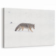 Yellowstone Wildlife Art – Coyote in Snow Photography Canvas Print