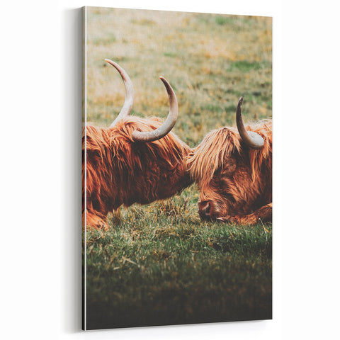 Highland Cattle Close-up Art, Rustic Farmhouse Wall Decor