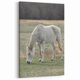 Farmhouse Wall Art of Grazing White Horse – Rustic Country Style Decor