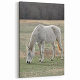 Farmhouse Wall Art of Grazing White Horse – Rustic Country Style Decor