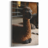 Rustic Farmhouse Wall Art: Adorable Alpaca in Barn Setting