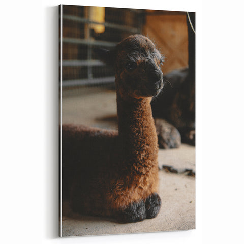 Rustic Farmhouse Wall Art: Adorable Alpaca in Barn Setting