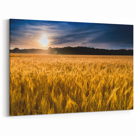 Kansas Landscape Prints - Golden Wheat Field at Sunset Kansas Photography