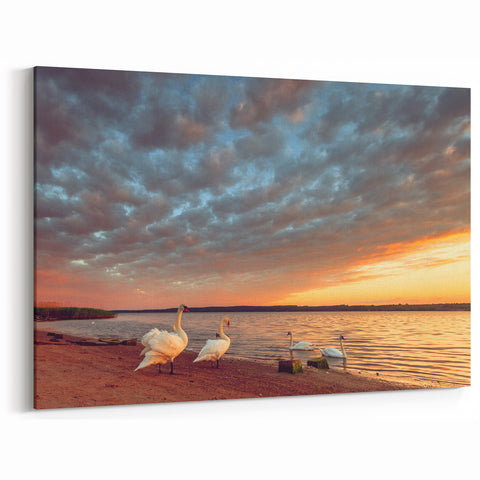 Lithuanian Scenery Prints - Swans at Sunset Baltic Coast Canvas