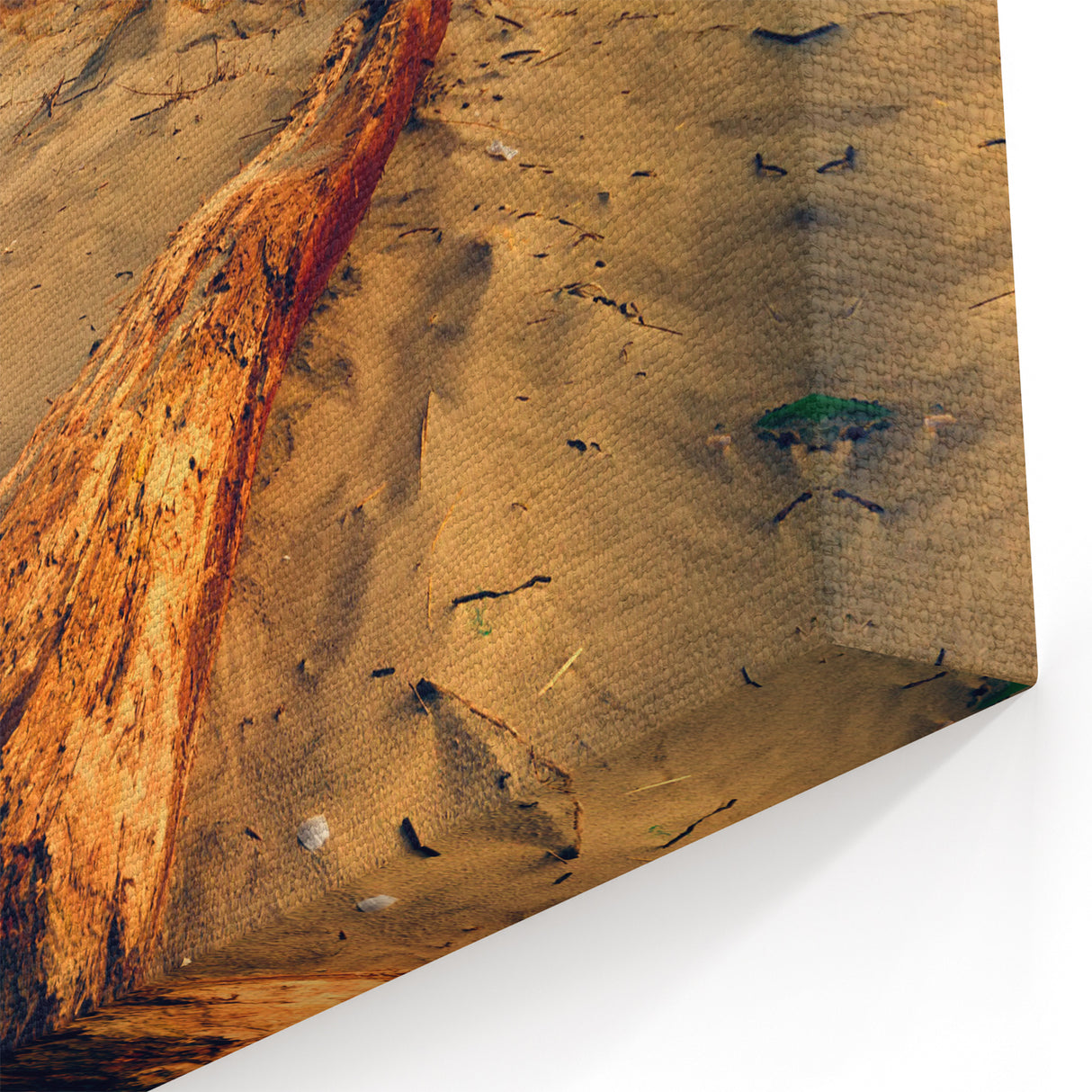 Europe Landscape Art - Baltic Dunes and Driftwood Canvas Print