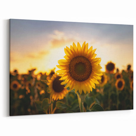 Sunflower Kansas Wall Art – Scenic Kansas Landscape Canvas Prints