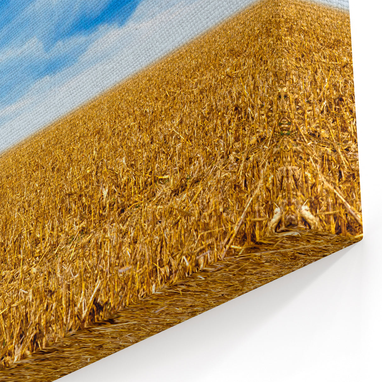 Iowa Scenery Prints - Golden Cornfield Under Stormy Sky Iowa Home Decor