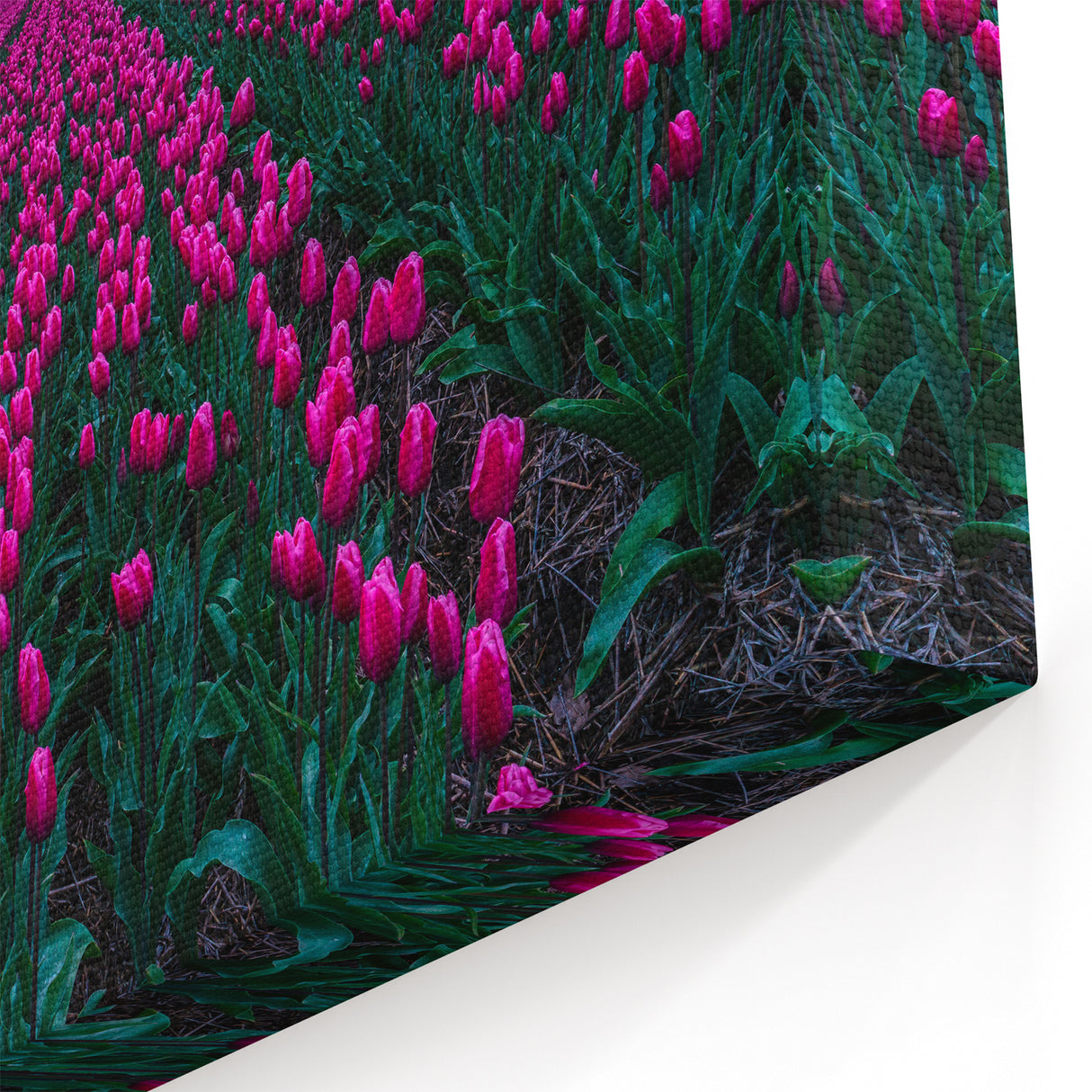Tulip Field Artwork - Netherlands Travel Poster at Sunset