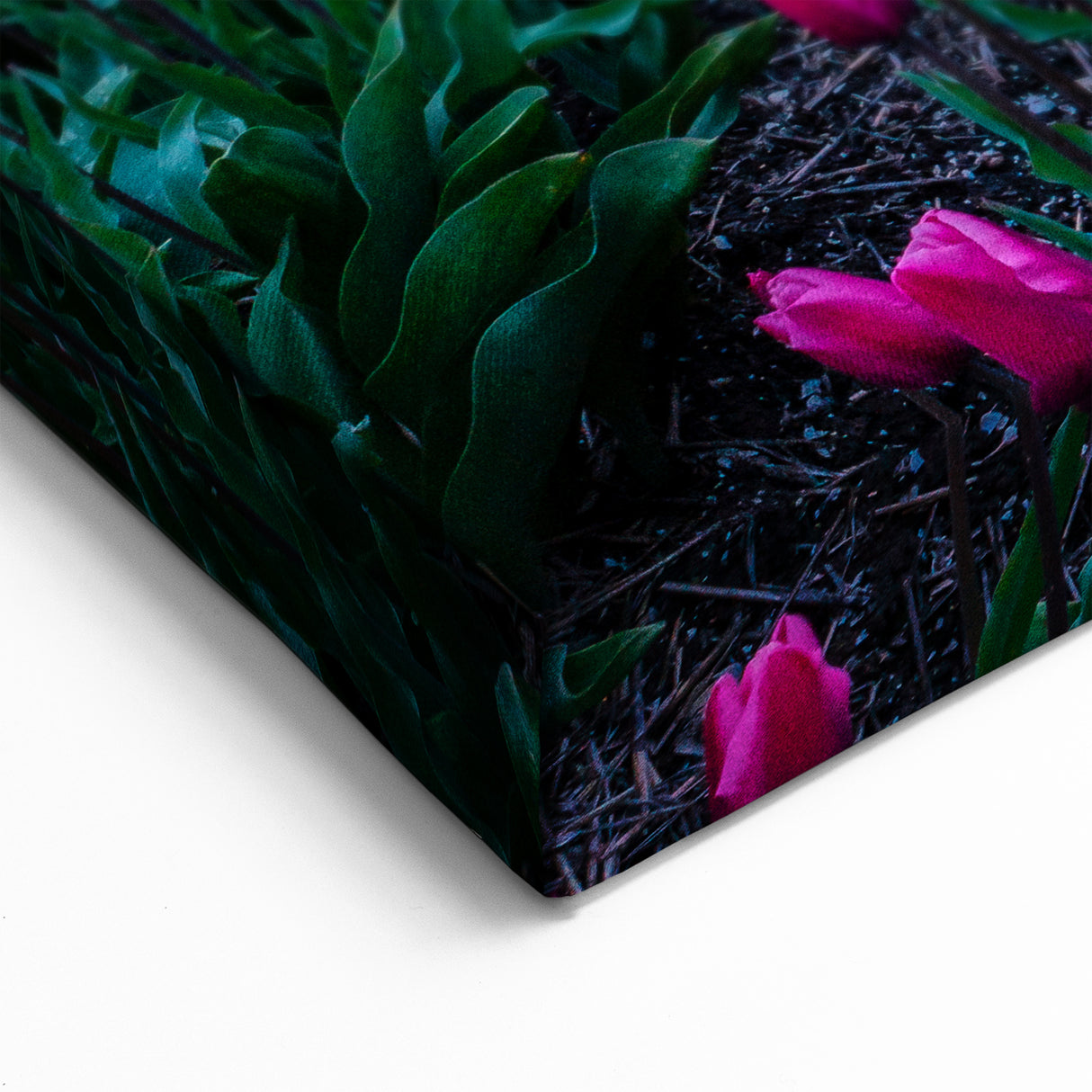 Tulip Field Artwork - Netherlands Travel Poster at Sunset