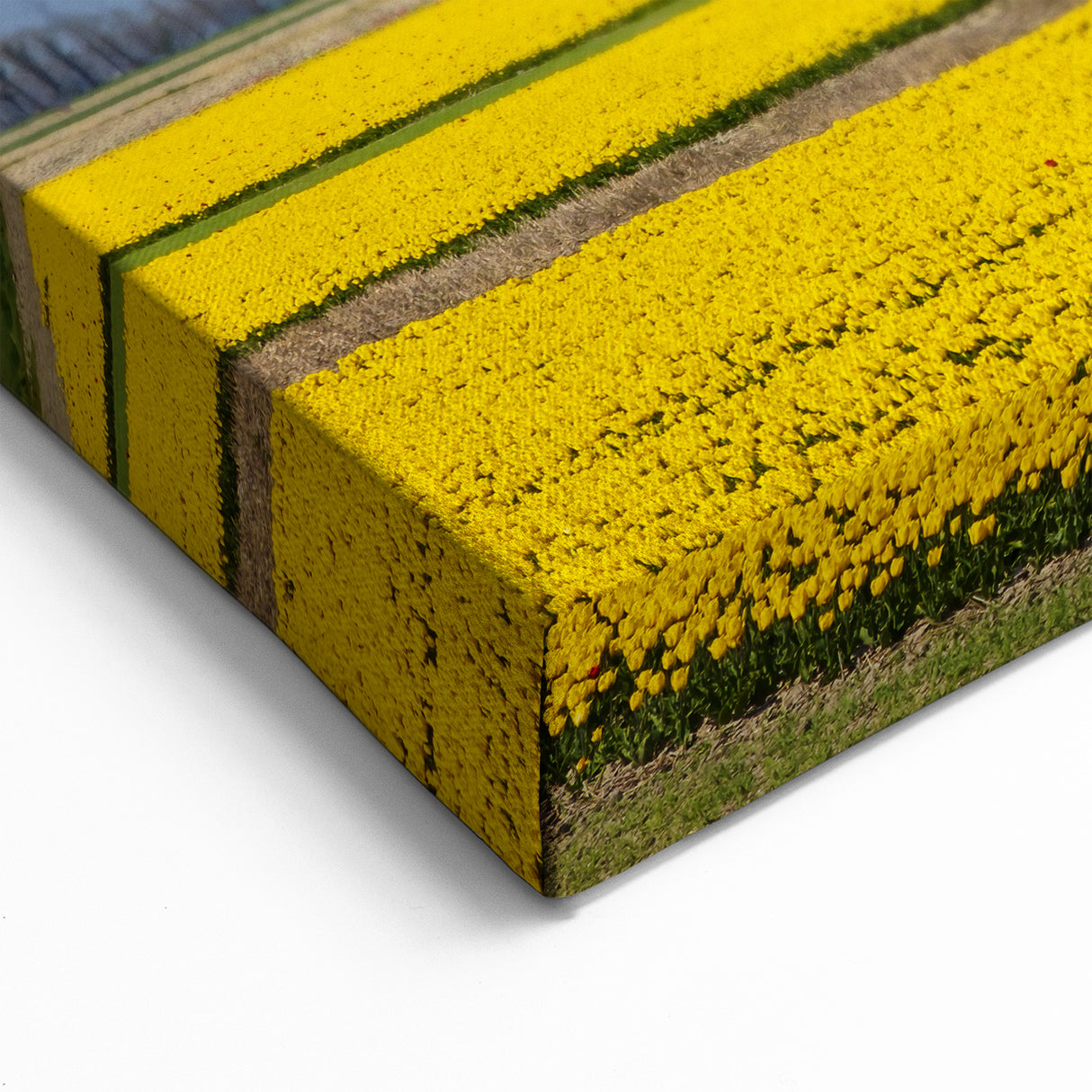 Holland Landscape Prints - Wind Turbines and Yellow Tulip Fields