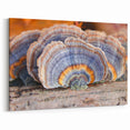 Pennsylvania Nature Art - Close-Up of Vibrant Mushroom Patterns Framed Art