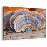 Pennsylvania Nature Art - Close-Up of Vibrant Mushroom Patterns Framed Art
