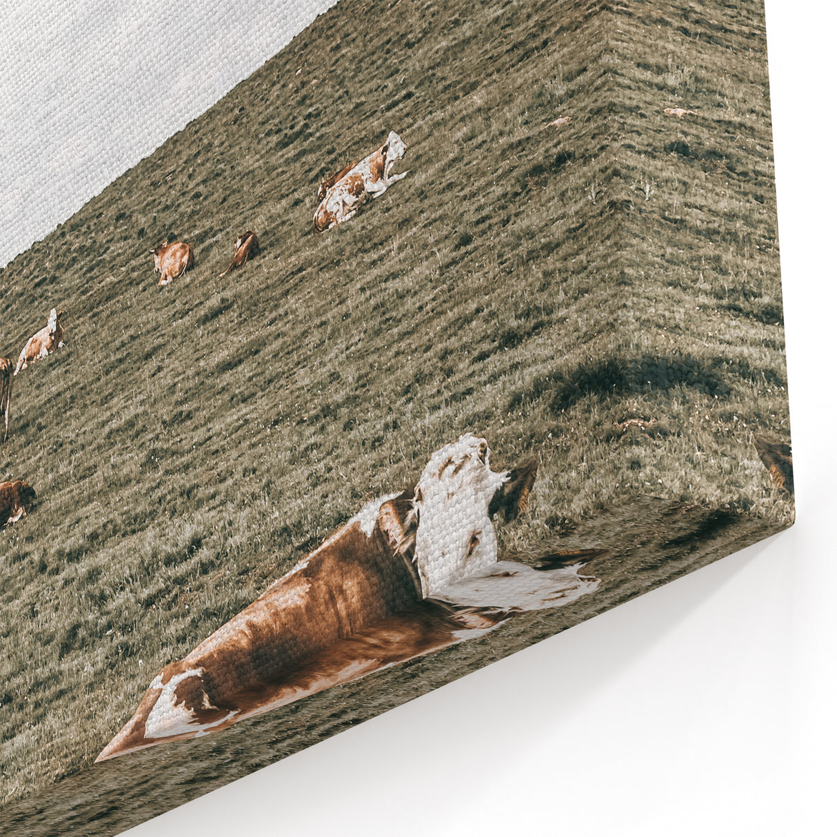 Farmhouse Wall Art - Serene Pasture with Resting Cattle for Country Decor