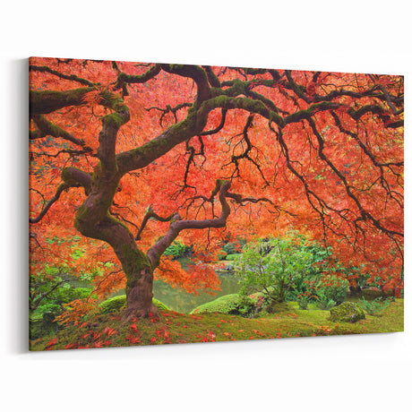 Artistic Portland Oregon Prints – Japanese Maple Tree in Autumn Colors