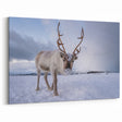 Norwegian Landscape Photography - Majestic Reindeer in Snowy Norway