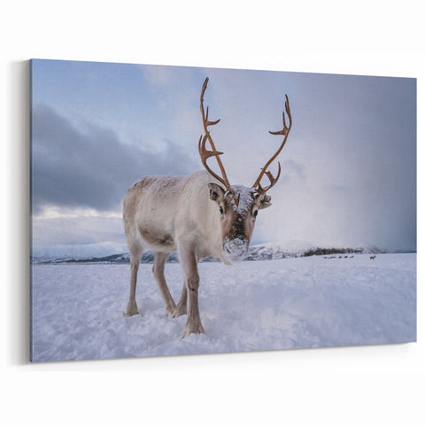 Norwegian Landscape Photography - Majestic Reindeer in Snowy Norway