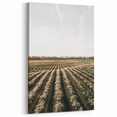 Farmhouse Wall Art of Scenic Crop Fields - Rustic Country Style Decor