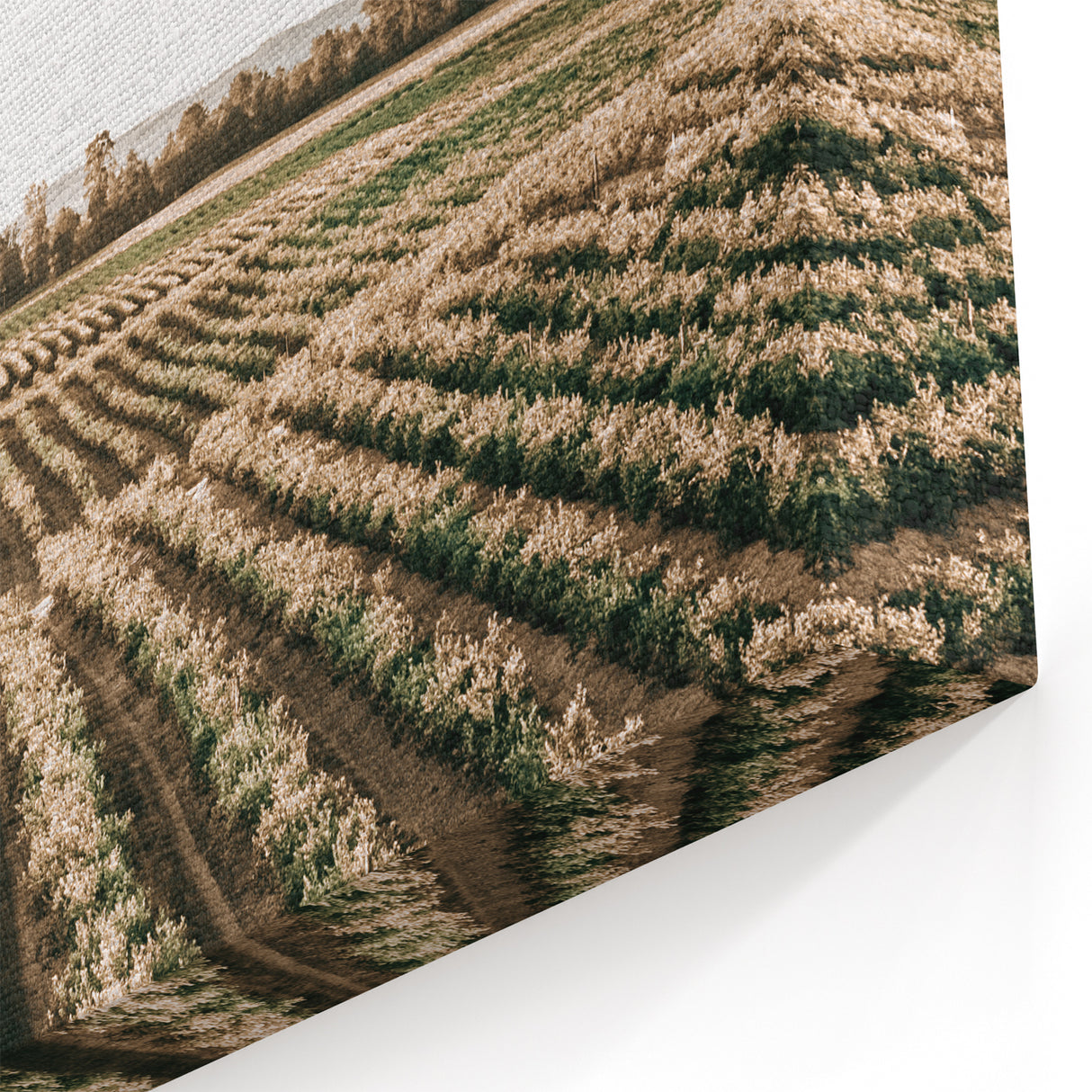 Farmhouse Wall Art of Scenic Crop Fields - Rustic Country Style Decor