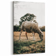 Farmhouse Wall Art – Peaceful Grazing Sheep in Sunset Print for Rustic Decor