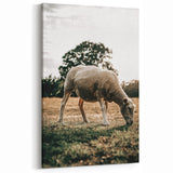 Farmhouse Wall Art – Peaceful Grazing Sheep in Sunset Print for Rustic Decor