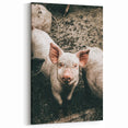 Farmhouse Wall Art - Cute Piglet Close-Up with Rustic Farmhouse Charm