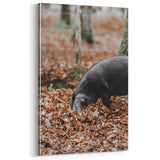 Farmhouse Wall Art - Pig Foraging in Autumn Leaves with Rustic Charm