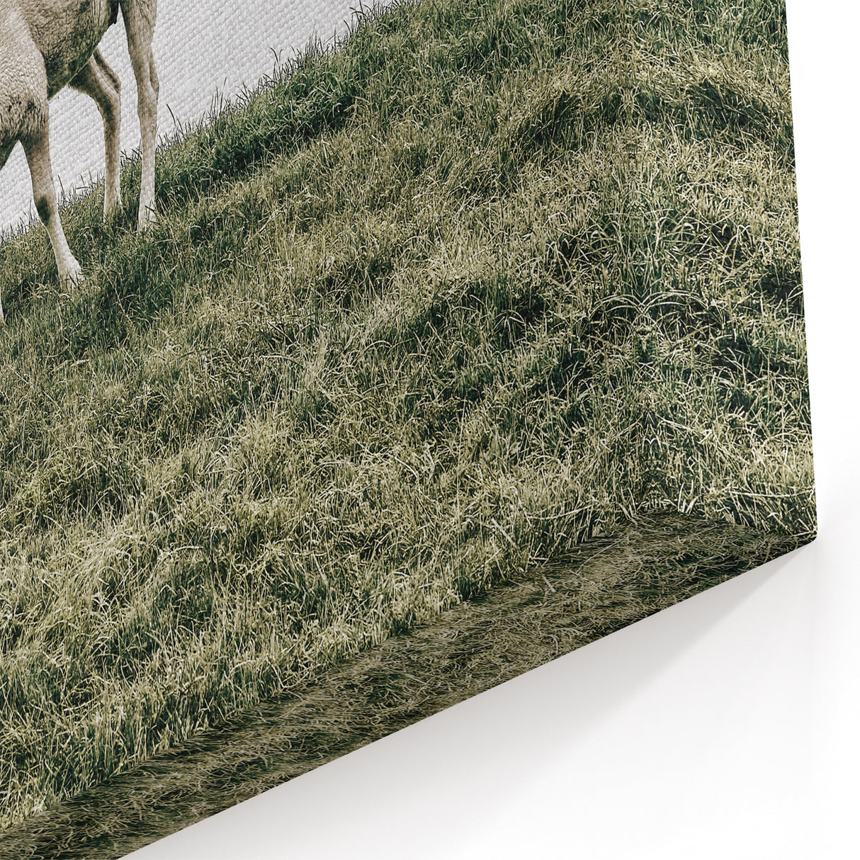 Farmhouse Wall Art - Grazing Sheep in Open Field with Rustic Charm