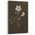Dark Moody Botanical Art: White Flower Illustration for Interior Decor