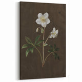 Dark Moody Botanical Art: White Flower Illustration for Interior Decor