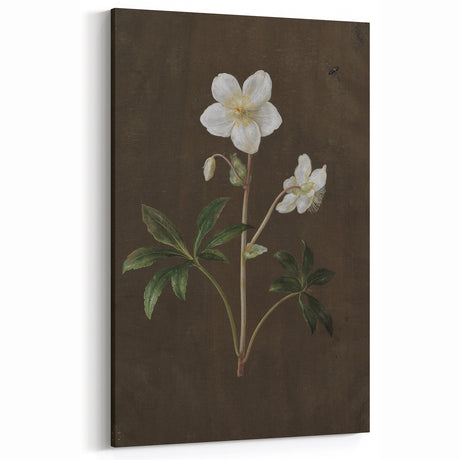 Dark Moody Botanical Art: White Flower Illustration for Interior Decor