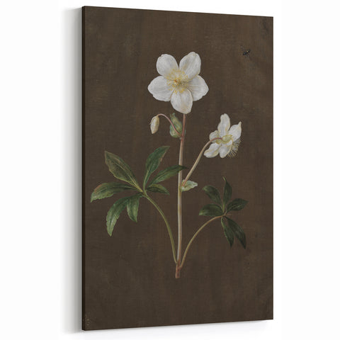 Dark Moody Botanical Art: White Flower Illustration for Interior Decor