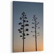 Desert Plant Silhouettes - Peaceful Sunset Silhouette of Agave Trees