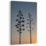 Desert Plant Silhouettes - Peaceful Sunset Silhouette of Agave Trees