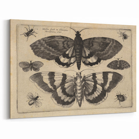 Vintage Gothic Prints - Entomology Insect Illustration for Gothic Decor