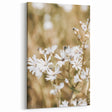 Farmhouse Wall Art - Soft White Daisies in Rustic Meadow Print