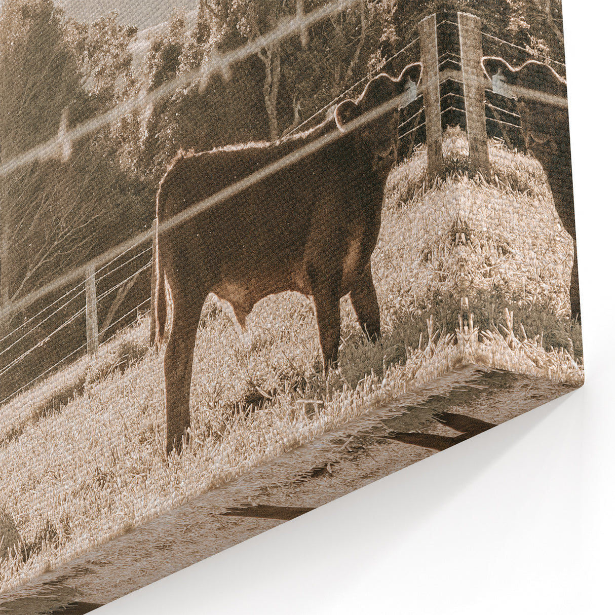 Farmhouse Wall Art - Cows Grazing in Pasture for Rustic Country Decor
