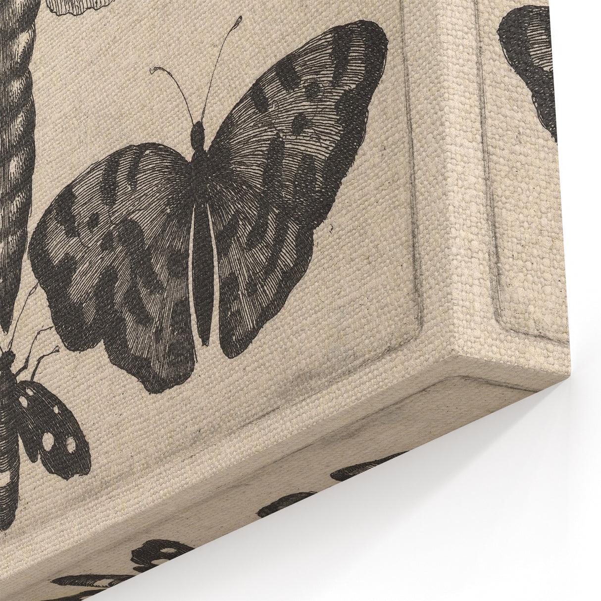 Vintage Gothic Insect Art - Moths and Butterflies Gothic Wall Print