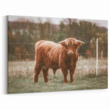 Farmhouse Wall Art: Highland Cow in Field - Rustic Country Decor