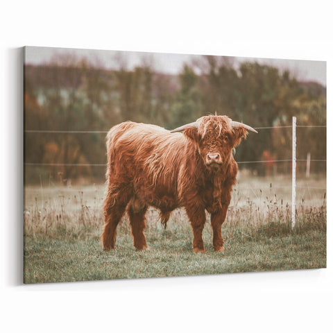 Farmhouse Wall Art: Highland Cow in Field - Rustic Country Decor