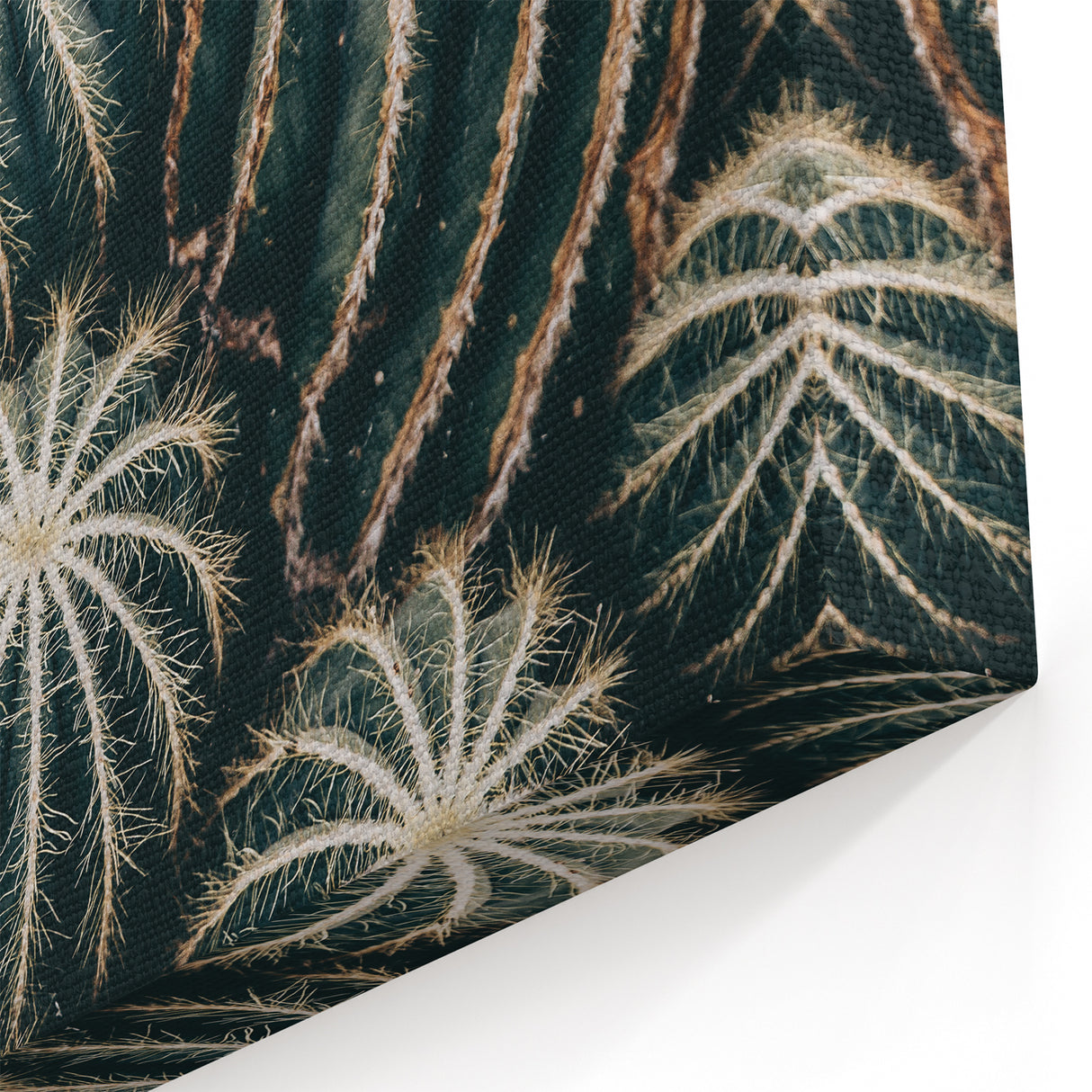 Farmhouse Wall Art: Cactus Close-Up - Rustic Desert Country Decor