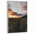 Sunset Sunflower Field - Rustic Floral Landscape Art