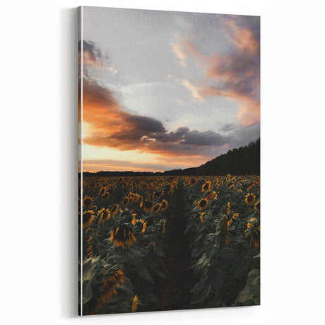 Sunset Sunflower Field - Rustic Floral Landscape Art