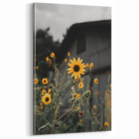 Rustic Wall Art - Sunflower Bloom Farmhouse Decor for Rustic Homes
