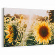Farmhouse Wall Art: Sunflowers in Bloom - Rustic Country Style Decor Print