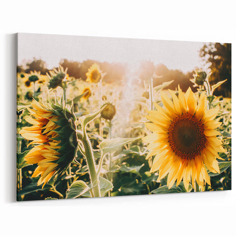 Farmhouse Wall Art: Sunflowers in Bloom - Rustic Country Style Decor Print