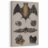 Vintage Bat Illustration - Abstract Grunge Aesthetic Art Canvas Print