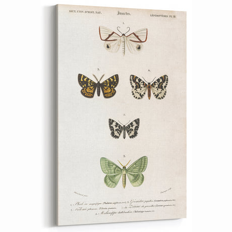 Vintage Butterfly Grunge Art - Distressed Canvas Print - Abstract Decor